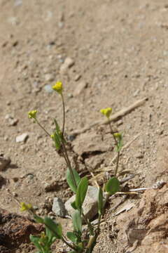 Image of Isatis microcarpa J. Gay ex Boiss.