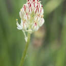 Image of western false asphodel