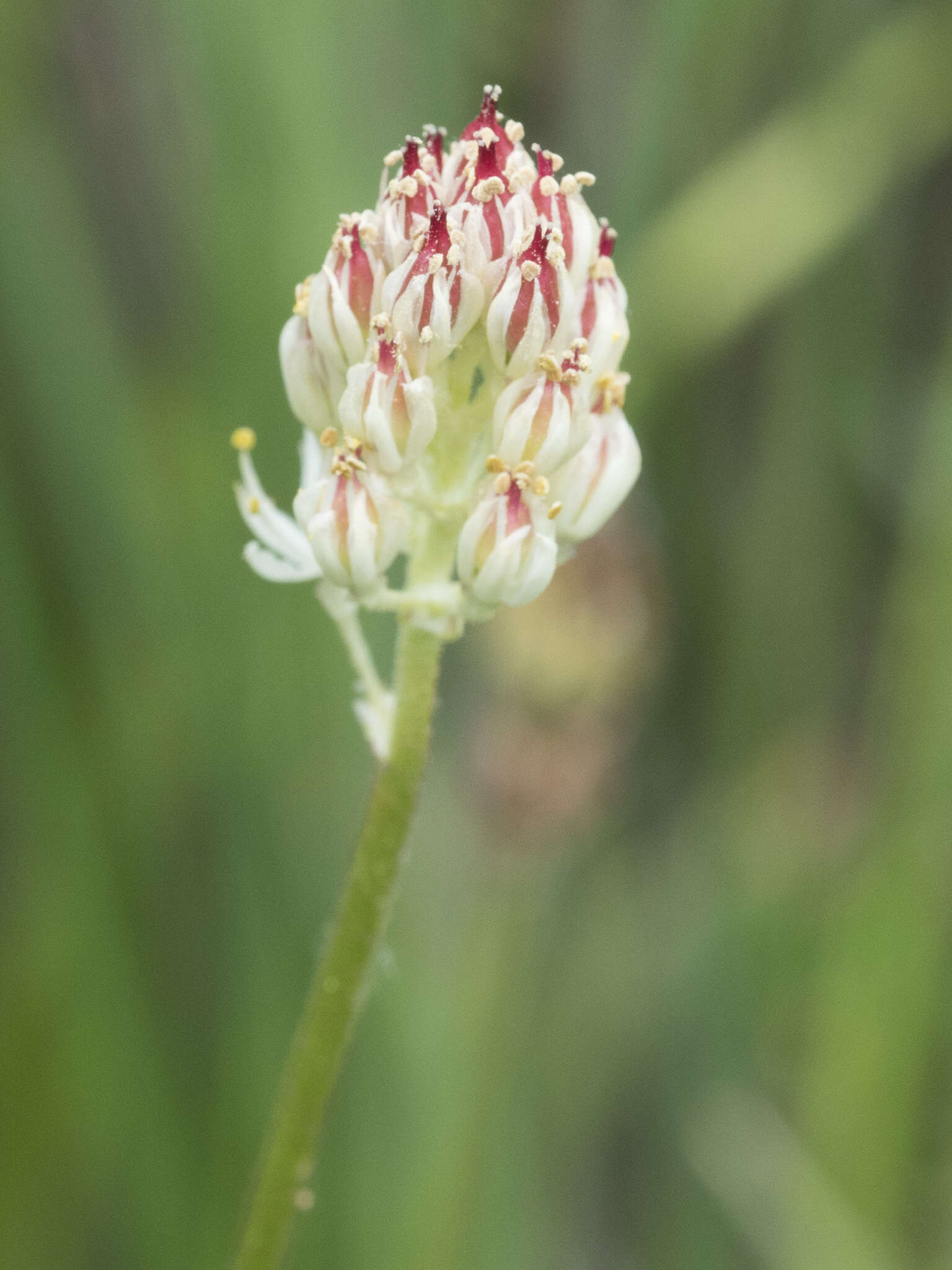 Image of western false asphodel