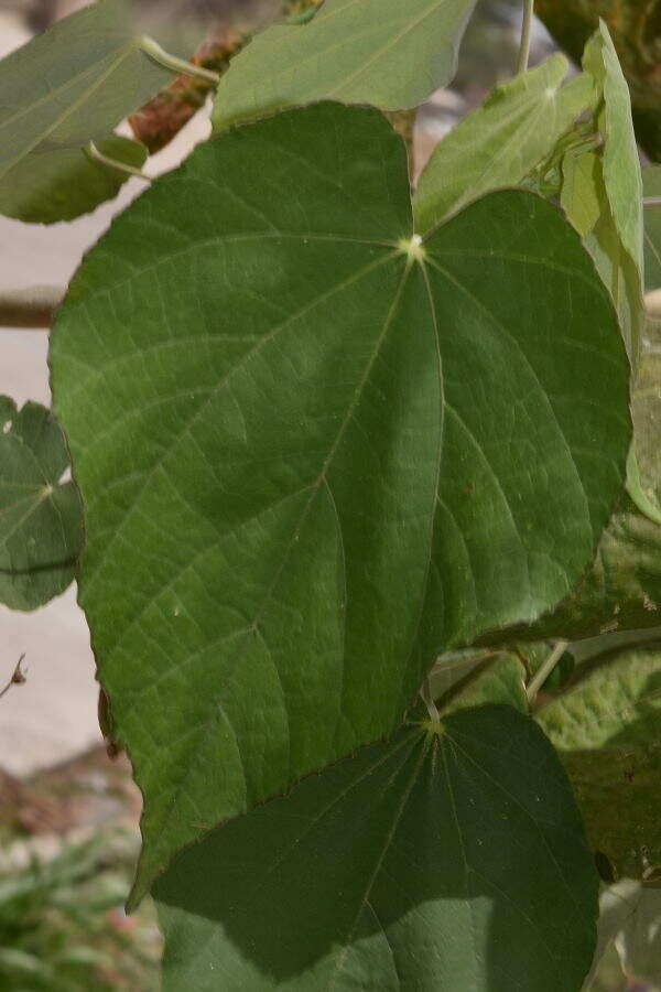 Image of Abutilon haenkeanum K. Presl