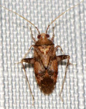 Image of Phytocoris breviusculus Reuter 1876