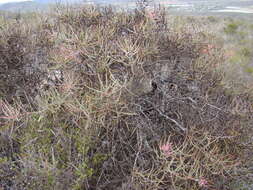 Image of Patent-leaf protea