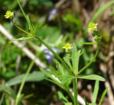 Imagem de Ranunculus abortivus L.