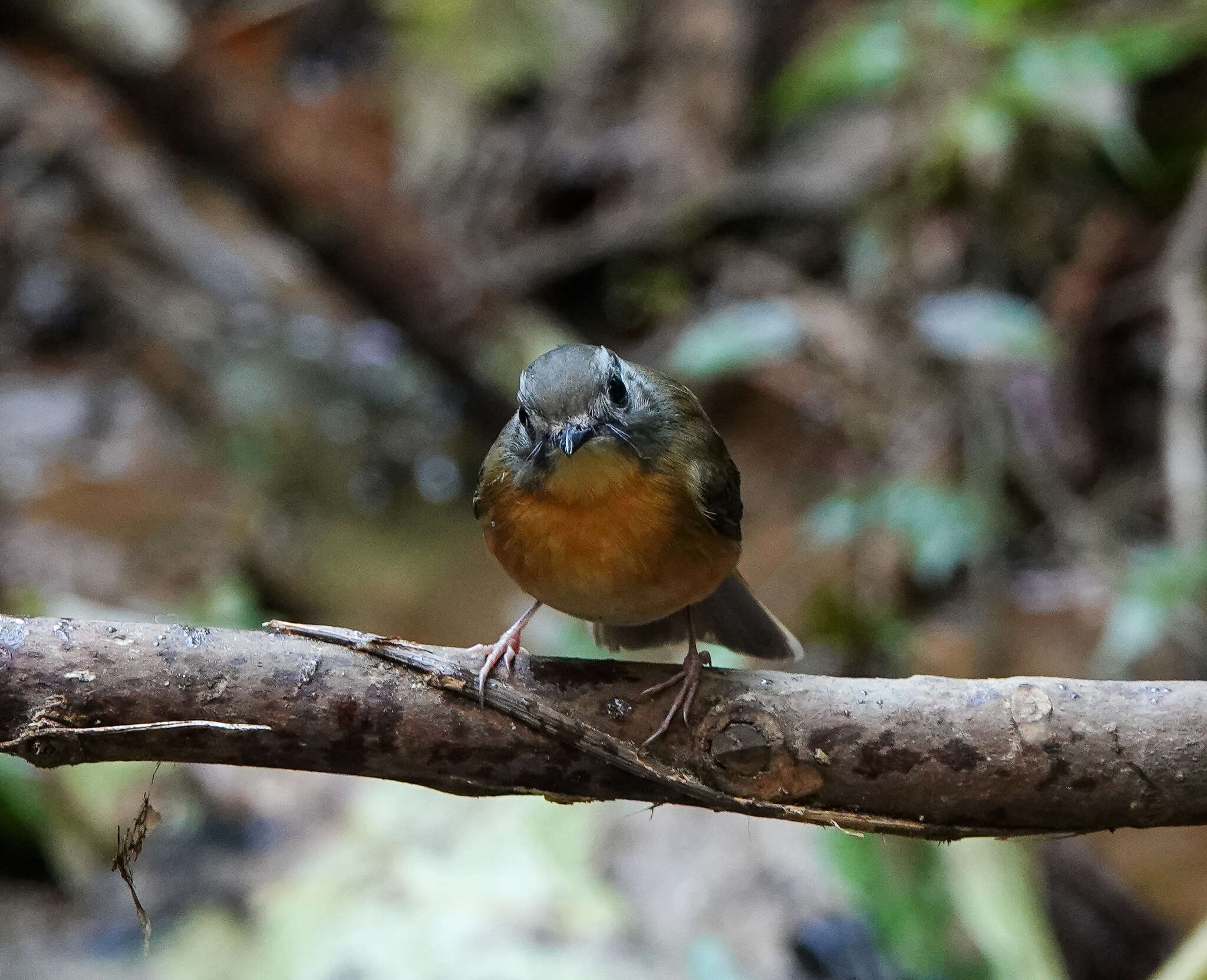 Image of Pale-chinned Blue Flycatcher