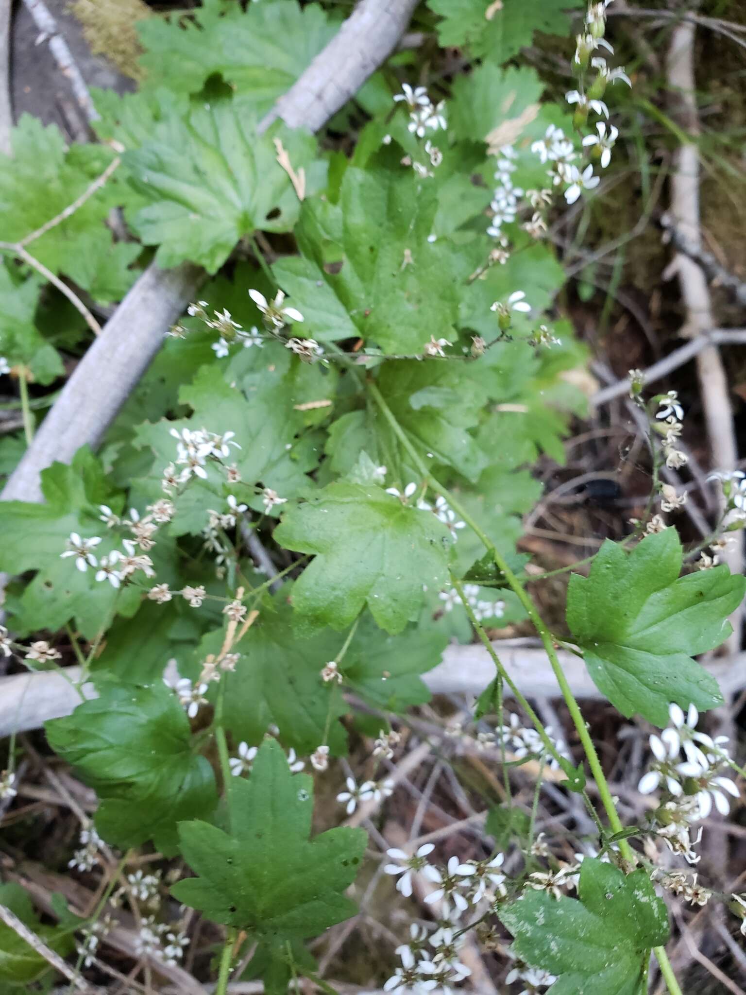 Sivun Boykinia occidentalis Torr. & Gray kuva