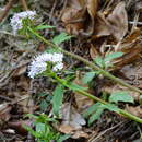 Image of <i>Valeriana tripteris</i>