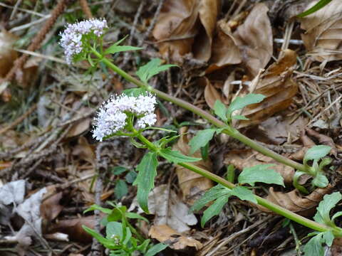 Image of <i>Valeriana tripteris</i>