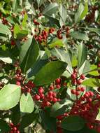 Слика од Ilex attenuata Ashe