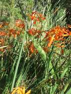 صورة Crocosmia aurea subsp. aurea