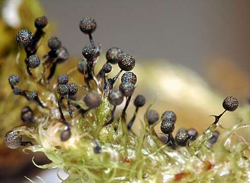 Image of Lamproderma puncticulatum