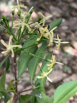 Coptosperma nigrescens Hook. fil. resmi