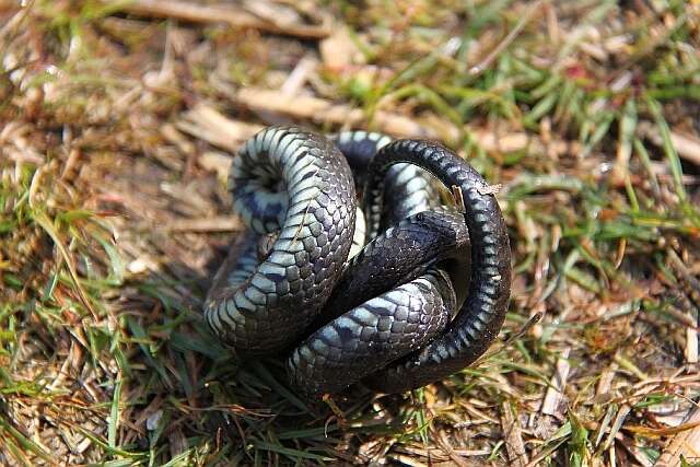 Image of Grass Snake