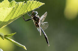 Image of Brush-tipped Emerald