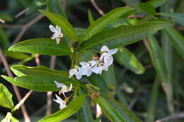 Image of Tabernaemontana catharinensis A. DC.