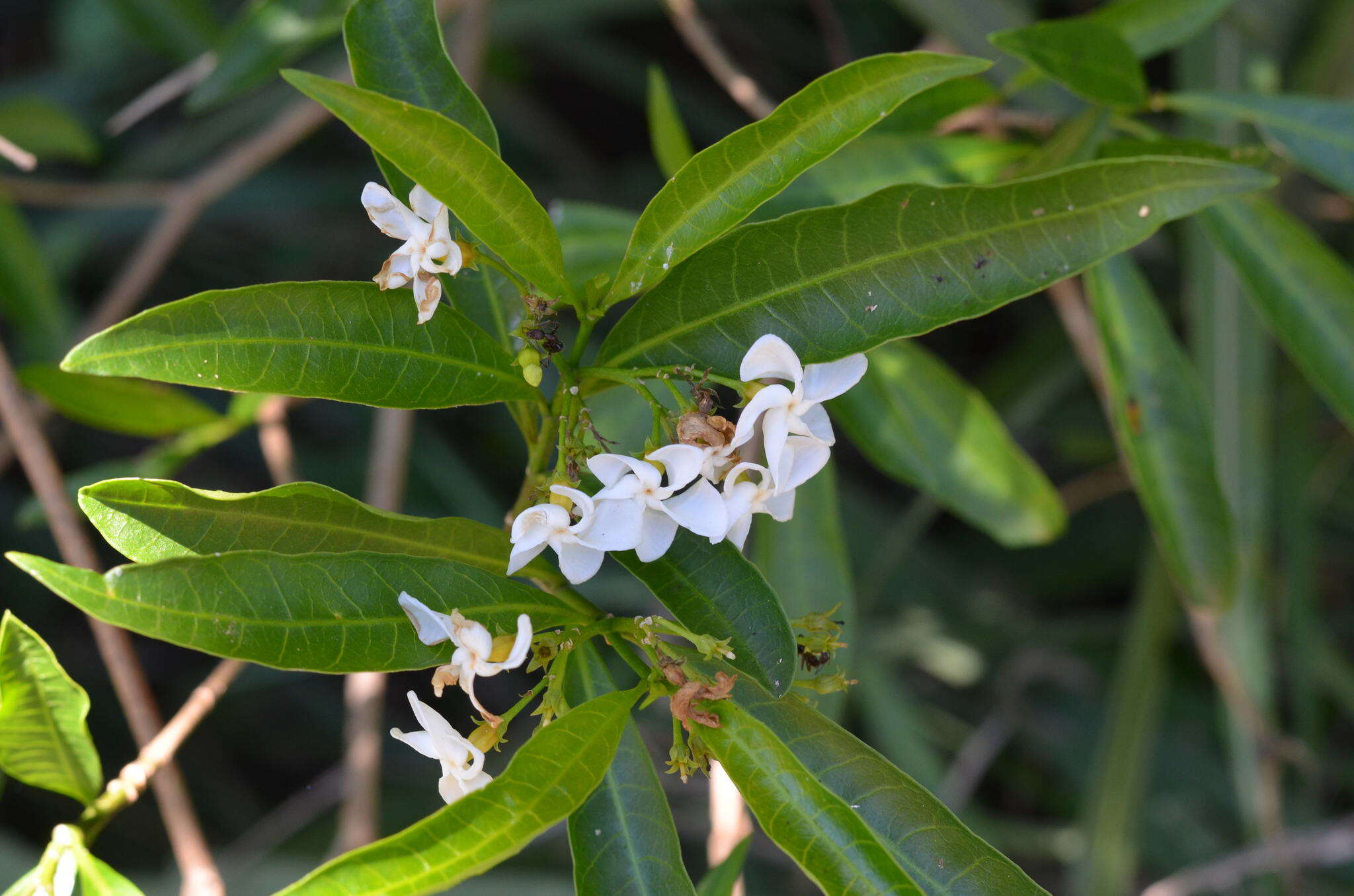 Plancia ëd Tabernaemontana catharinensis A. DC.