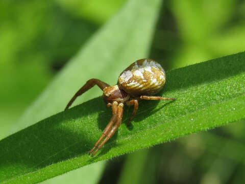 Image of Xysticus punctatus Keyserling 1880