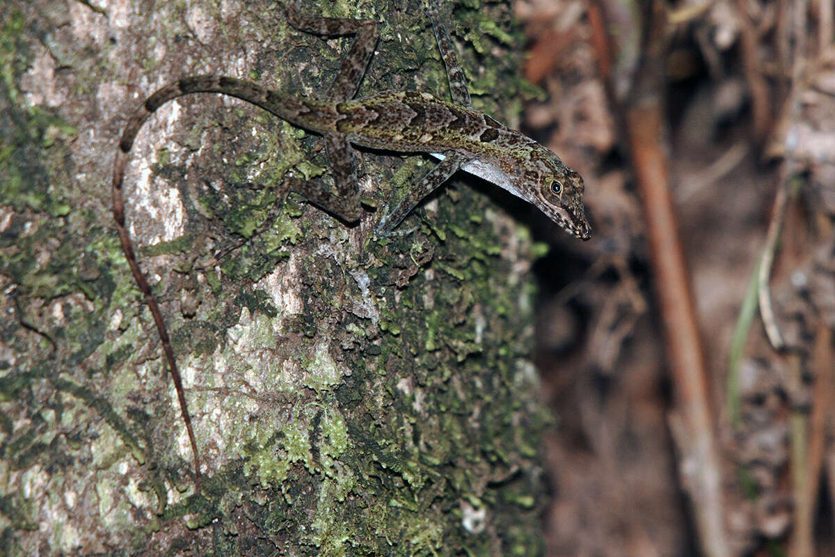 Image of King Christophe Anole