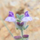 Scutellaria rupestris Boiss. & Heldr. resmi