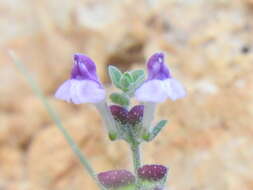 Image de Scutellaria rupestris Boiss. & Heldr.