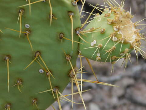 Opuntia comonduensis resmi