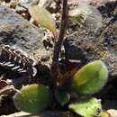 Image of Myosotis australis subsp. australis