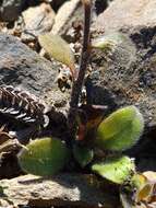 Image of Myosotis australis subsp. australis