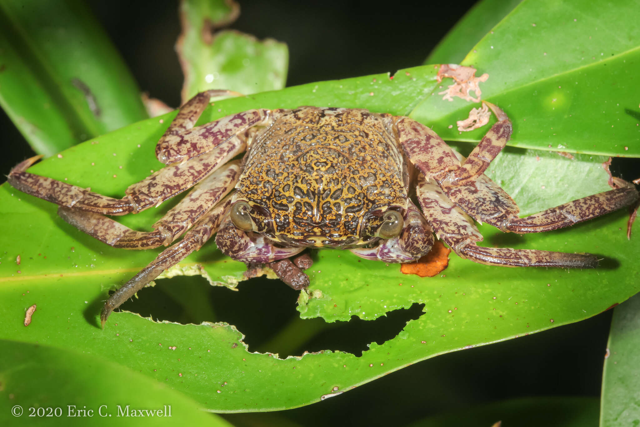 Image of Episesarma versicolor (Tweedie 1940)