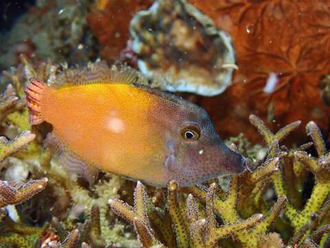 Image of Black-headed Leatherjacket