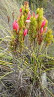 Image of Erica plukenetii subsp. penicillata (Andrews) E. G. H. Oliv. & I. M. Oliv.