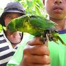 Image of Flores Lorikeet