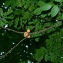 Imagem de Dysoxylum cumingianum C. DC.