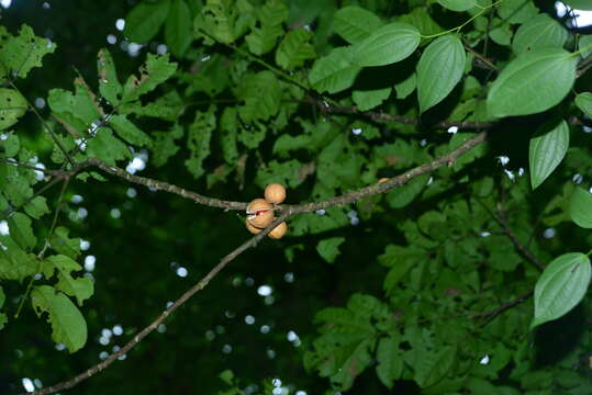 Dysoxylum cumingianum C. DC.的圖片