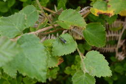 Image of Poecilobothrus