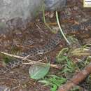Image of Pere David's Rat Snake