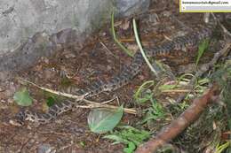 Image of Pere David's Rat Snake