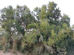 Image of Combretum caffrum (Eckl. & Zeyh.) Kuntze