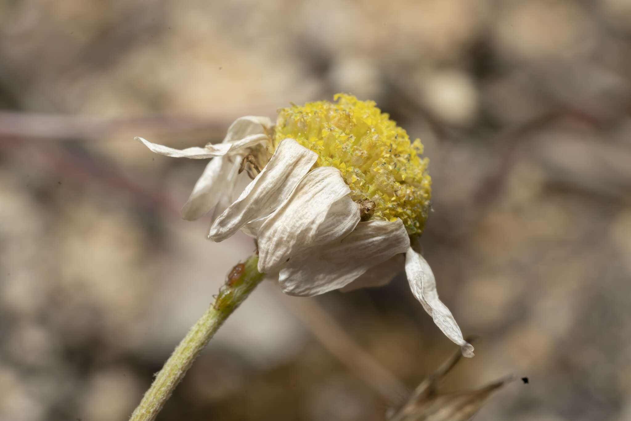 Image of Anthemis chia L.