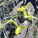 Image of Albuca acuminata Baker