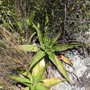 Aloe affinis A. Berger resmi