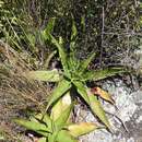 Image of Aloe affinis A. Berger