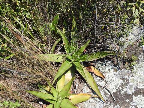 Image of Aloe affinis A. Berger