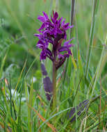 Image de Dactylorhiza traunsteinerioides (Pugsley) Landwehr