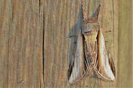 Image of Greater Swallow Prominent