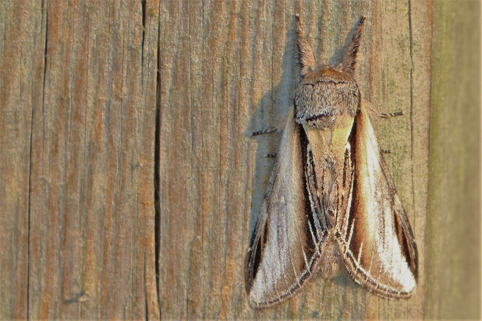 Image of Greater Swallow Prominent