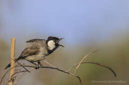 Image of White-eared Bulbul