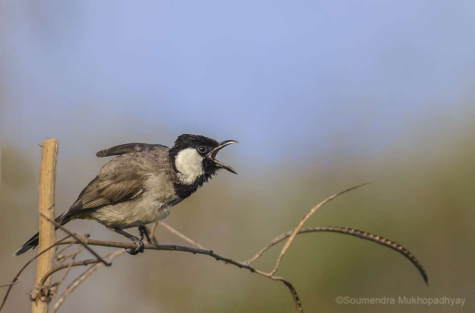 Image of White-eared Bulbul