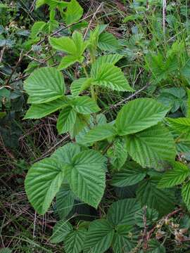 Image of Rubus scissus W. C. R. Watson