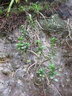 Image of Echeveria bicolor (Kunth) Walther