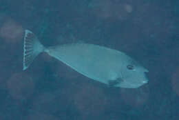 Image of Banded Unicornfish