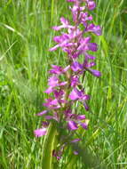 Image of Anacamptis palustris subsp. elegans (Heuff.) R. M. Bateman, Pridgeon & M. W. Chase